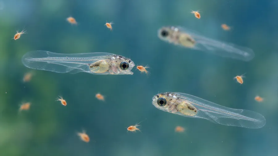 A glassy young fish with its mouth open, closing in on a single orange shrimp