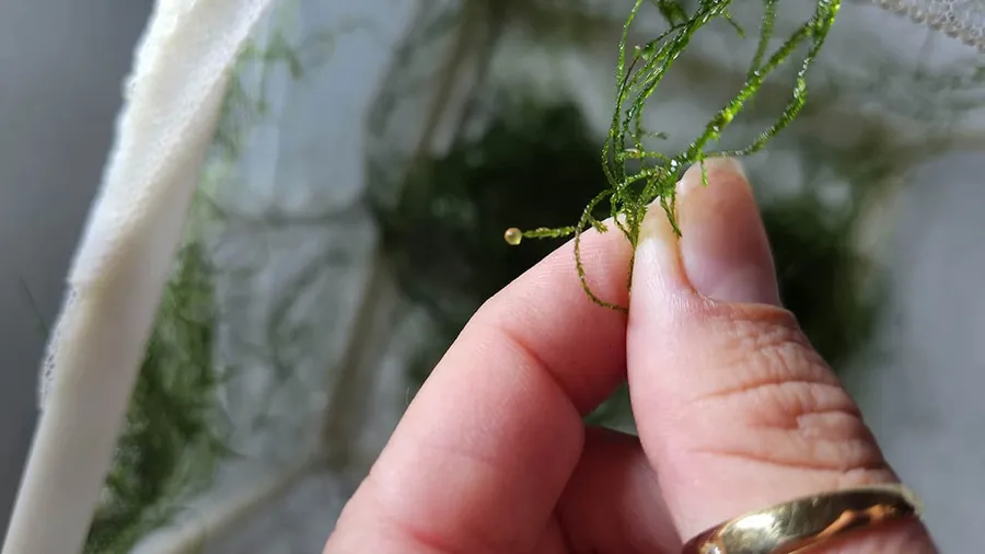 A translucent amber sphere clinging to moss held above an aquarium
