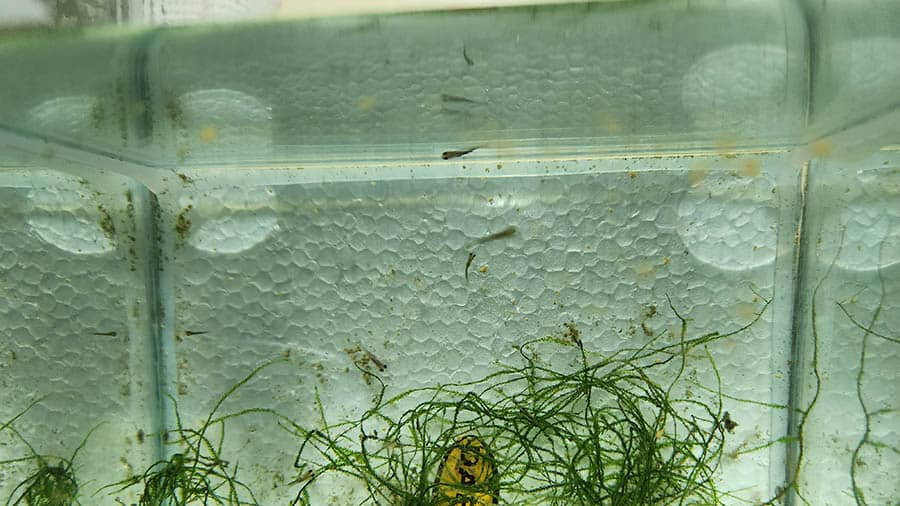 Tiny fry and a clump of moss in a tank without a gravel or sand bed