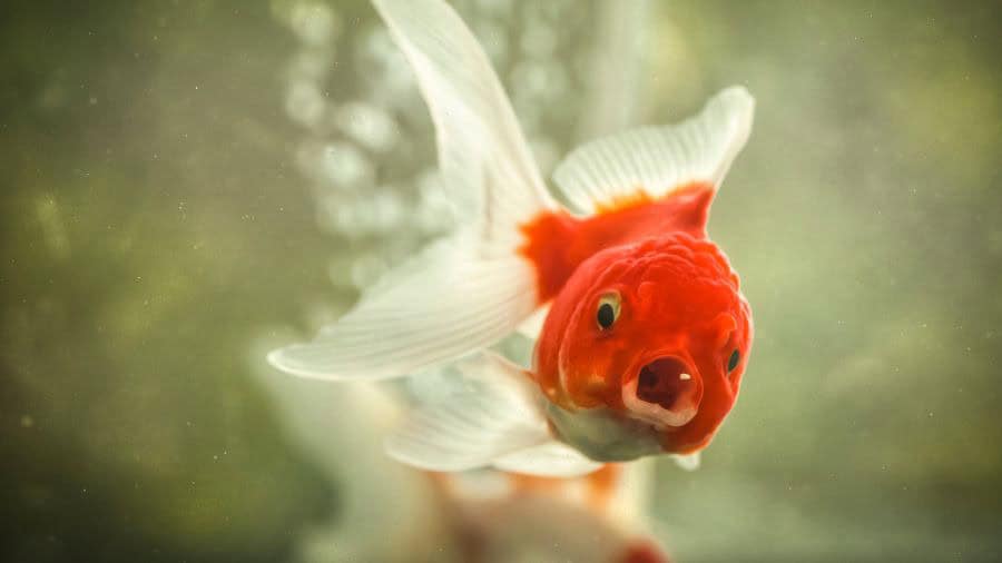 An orange and white fish facing forward with its mouth open