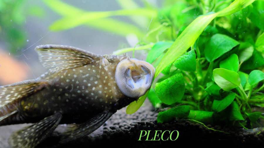 A speckled sucker-mouth catfish beside green leaves