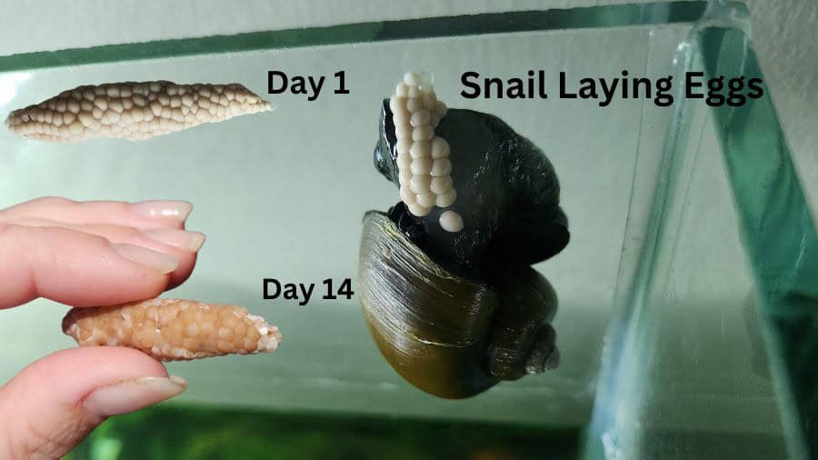 A snail laying a clutch beside examples photographed on day one and day fourteen