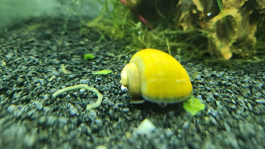 A yellow snail moving across black grains beside rocks and plants